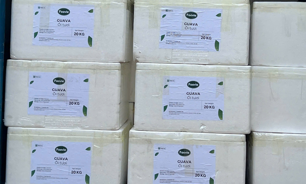 Bac Ninh exports first guava shipment to UK market